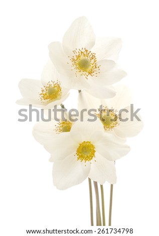 Five white flowers on a white background
