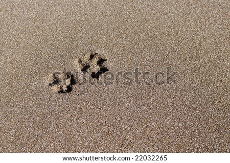 Trace of a dog on sand
