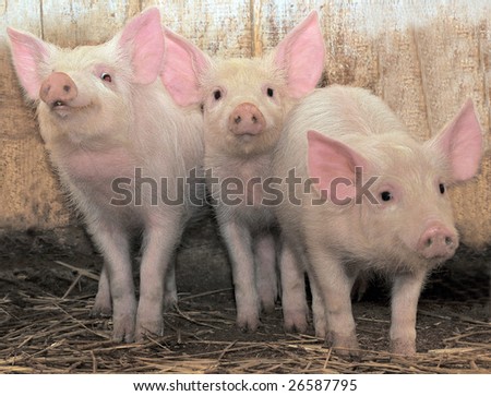 Three young pigs who with watchfulness look
