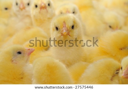 yellow chickens who were born recently