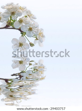 Spring blossoming branch reflected in water.