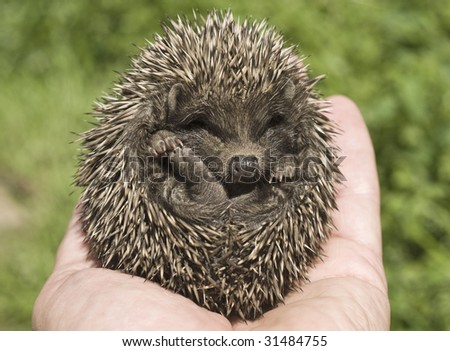 Small hedgehog who is in a hand of the person