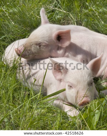 small pigs on a grass