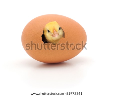 chicken coming out of a brown egg chicken coming out of a brown egg