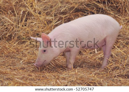 A lone pig standing in a bed of Straw