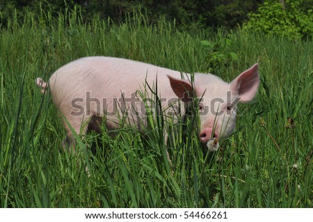 small pig on a grass