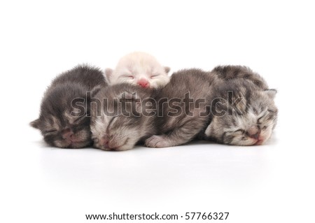 puppies and kittens sleeping together. kittens sleeping together