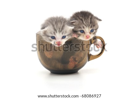 Cup Kittens