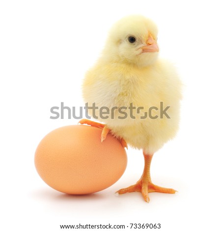 stock photo : brown egg and chicken isolated on a white background