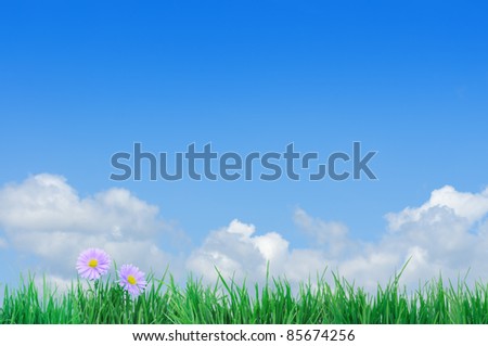 Green field, grass, blue sky and white clouds, flowers.