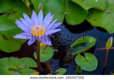 Lotus on a lotus leaf