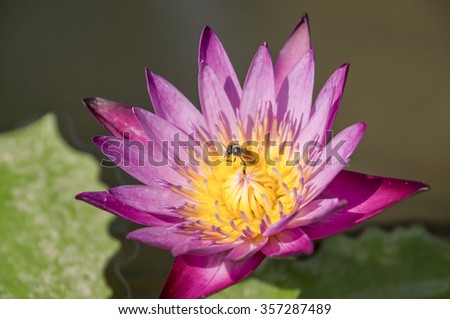 Bee on lotus in lotus pond.