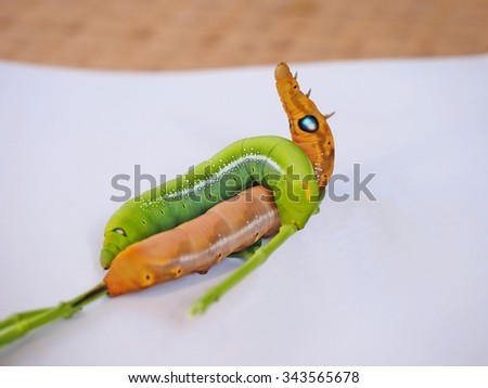 Brawn and green caterpillar on white background