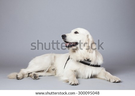 Golden Retriever Dog (white) with trace laying on grey background. Isolated studio shot.