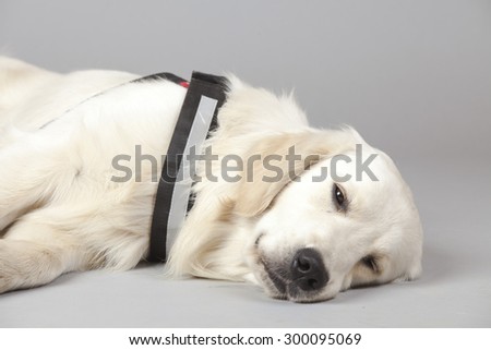 Golden Retriever Dog (white) with trace laying, sleeping and dreaming on grey background. Isolated studio shot.