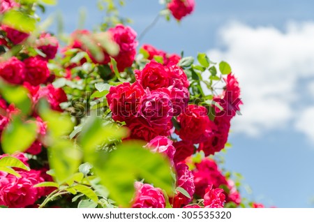 Roses and sky