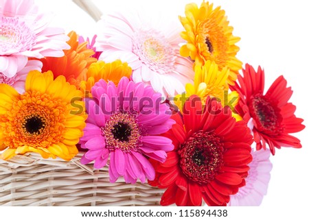 Bouquet of fresh colorful gerbera daisies in a basket isolated on a white background.