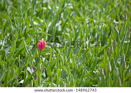 Field with fresh tulips and one tulip in bloom.