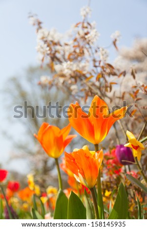 Close up of multi colored tulips