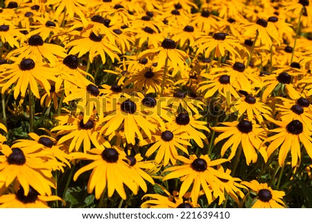 A full frame of black eyed Susans. Shallow depth of field with focus on flowers in the middle of the frame.