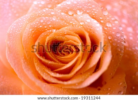Pink Rose with dew drops on petals