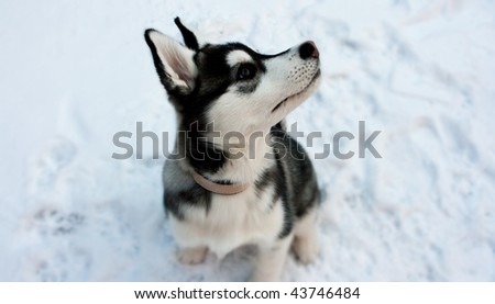 husky puppies playing in snow. husky puppy in the snow