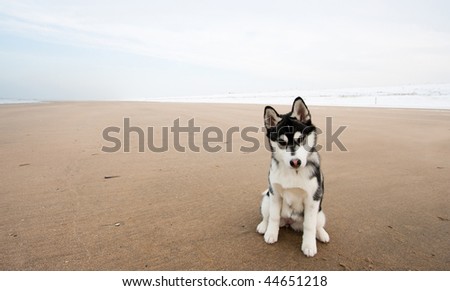 husky puppy on the beach