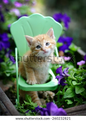 Sweet adorable homeless baby pet orange tabby kitten sits in vintage style metal garden chair surrounded by  purple flowers and plants placed  in an old vintage planter.