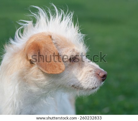 white small homeless pet dog has mohawk style hair standing up as he faces sideways looking alert on the grass at pet adoption event