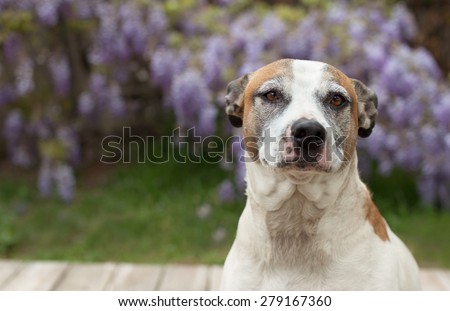 American Staffordshire terrier senior dog daydreaming by wisteria vines.  A senior pitbull looks out yonder wondering what the future will bring.