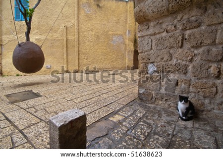 A street black and white cat and hanging tree in the old Jaffa