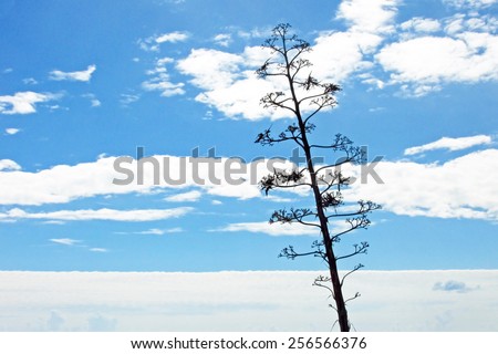 Unusual and beautiful image of Agave plant flower silhouette in the sky