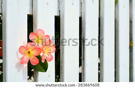 A background of white picket fence with pink and yellow azalea flowers in the corner. Selective focus