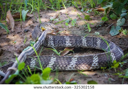 King Cobra snake,Naja of Blur the foreground in bait Village Pet Snake,Khon kaen,Thailand.