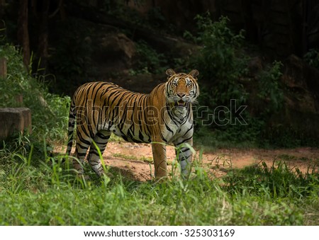 Tigers roar,young sumatran tiger walking out of shadow and blur foreground,background,khonkaen zoo Thailand