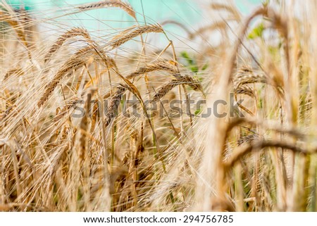 Ears of wheat in a wheat field