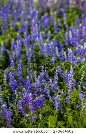 Angelonia, Violet flower, Purple flower