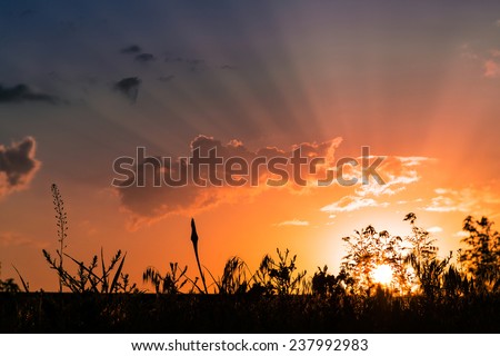 Sunset sky with flowers and grass silhouettes