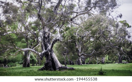 An old gnarled gum tree - twisted, old and stylized