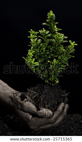 Male hands holding a small tree. Hands are dirty.