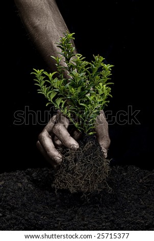Male hands holding a small tree. Hands are dirty.