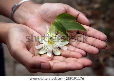 Hands holding beautiful passion fruit flower