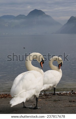 Two Swans. A pair of white swans are grooming their feathers in a similar pose. In the background is a calm lake with mist and mountains.