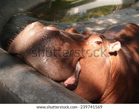 Hippopotamus having sun bath.