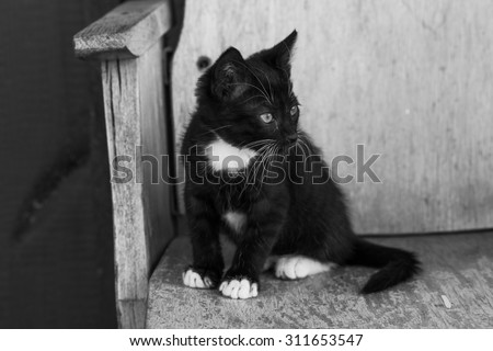 Kitten black suit with white paws