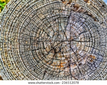 Tree Cross Section With Age Rings