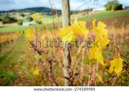 Autumn Wine valley, South Australia