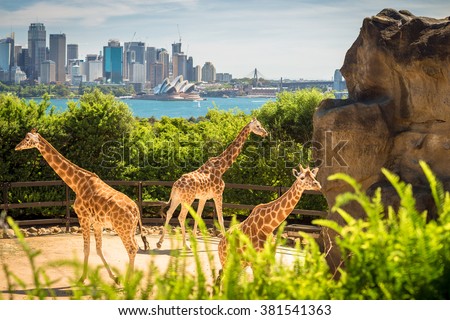 Giraffes with beautul Sydney city at the background on a bright day, NSW, Australia