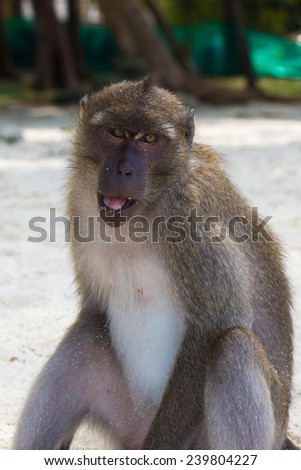 Monkey thinking how to get more food with the mouth opened.