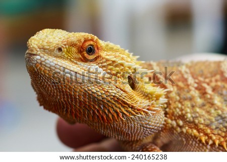 Close up of a bearded lizard, typical reptile from the australian desert.